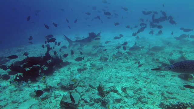 Tiger Shark - Galeocerdo cuvier swim over reef 
