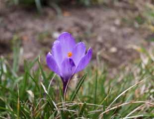 Fototapeta premium Primroses flowering crocus .One of the very first flowers to spring. The warm rays of spring.Blurred background.