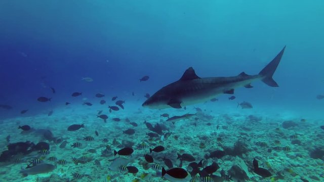 Tiger Shark - Galeocerdo cuvier swim over reef in blue water
