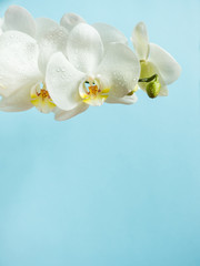 White Orchid flowers on colored background Blue Copy space