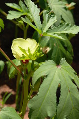 Okra