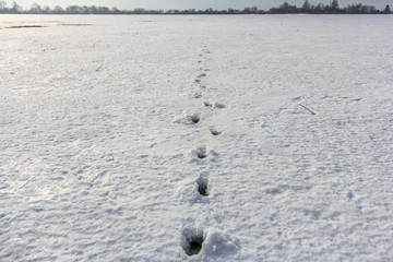 footprints in the field in the snow