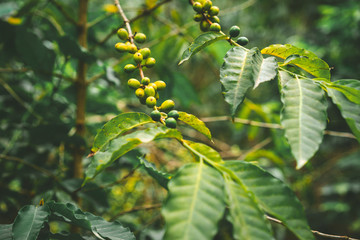 Cultivated local coffe plantage. Branch with green coffee beans and foliage. Santo Antao Island, Cape Verde