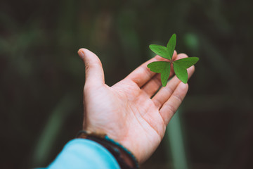 Exotic green clover leave in a man hand palm