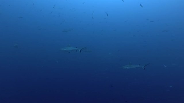Group of Grey reef sharks swim in the blue ocean, Indian Ocean, Maldives
