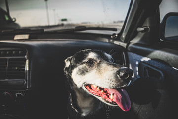 Dog and travel