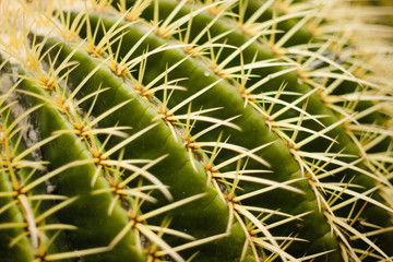 Macro shot of a round green cactus with yellow thorns.