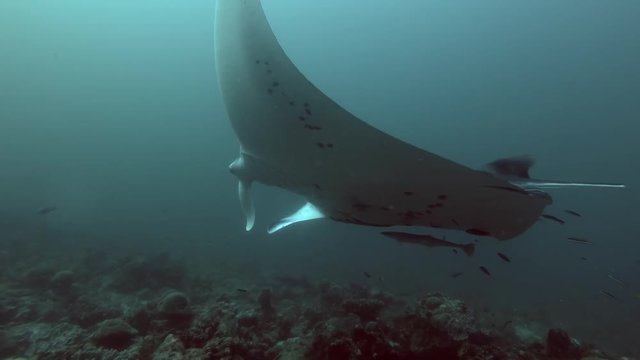 Reef Manta Ray swims on deep blue over top reef 

