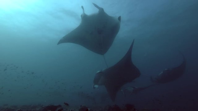 Group of Reef Manta Rays (Mobula alfredi, Manta alfredi) swims under water surface, Indian Ocean, Maldives
