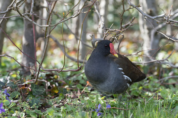 Teichralle (Gallinula chloropus)