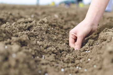 Farmer's hand planting seed