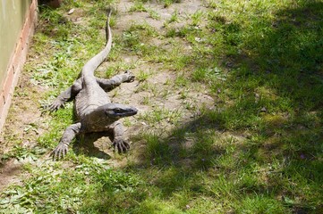 Danger zone: Huge scary textured alligator crocodile on a green grass lawn in Victoria (Australia) close to Melbourne