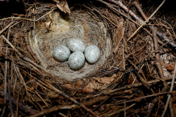 Motacilla alba. The nest of the White Wagtail in nature.