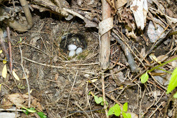 Motacilla alba. The nest of the White Wagtail in nature.