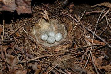 Motacilla alba. The nest of the White Wagtail in nature.