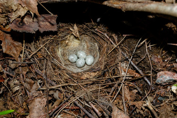 Motacilla alba. The nest of the White Wagtail in nature.