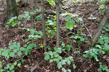Motacilla alba. The nest of the White Wagtail in nature.