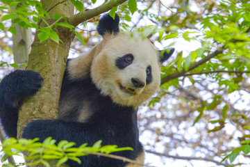 A giant panda is sitting on a tree in China .