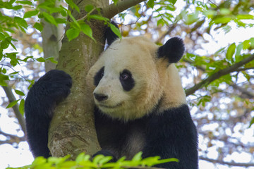 A giant panda is sitting on a tree in China ..