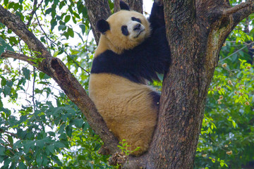 Obraz premium A giant panda is sitting on a tree in China ..
