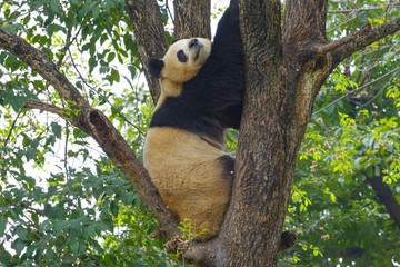 A giant panda is sitting on a tree in China ..