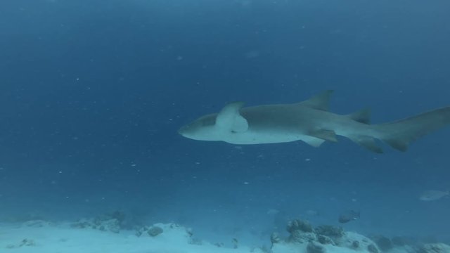 Tawny nurse shark swims inblue water over sandy bottom

