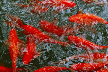 Bright Chinese carp create a beautiful background texture.
