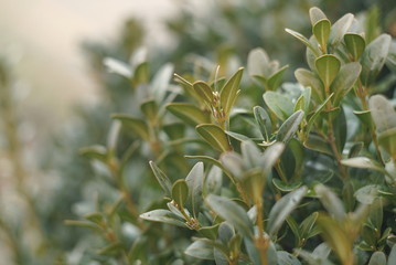 Close up of a boxwood tree with new branches 