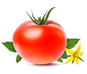 Fresh tomato with leafs and flower isolated on white background with clipping path