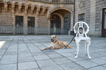 Stary pies na wycieczce w pałacu Moszna, Polska