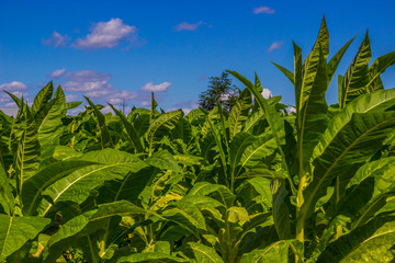 Tobacco big leaf crops growing in tobacco plantation field