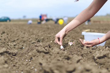 woman planting onion in the vegetable garden