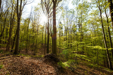 Frühlingserwachen im Harzer Buchenwald