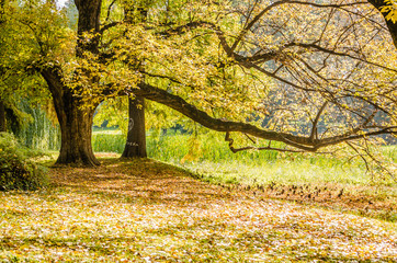 Autumn trees in one of the parks in the city of Novi Sad - Serbia 