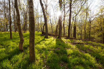 Gras grünt auf dem Waldboden bei Sonnenschein