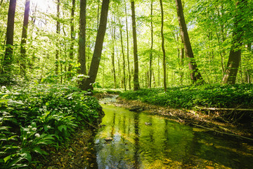 Kleiner Fluss fließt durch einen grünen saftigen Wald