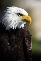 Weisskopf Seeadler American Eagle
