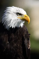 Foto op Plexiglas Weisskopf Seeadler American Eagle © Christian Löffler