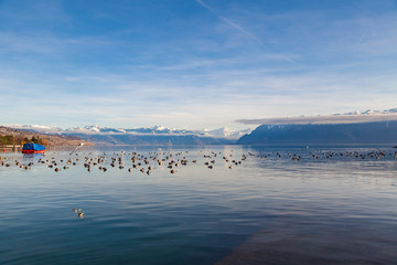 Beautiful view of Lake Geneva with red boat, snowy mountains and birds on water, Lausanne, Switzerland