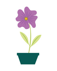 flower periwinkle in a pot decorative vector illustration design
