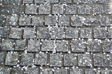 桜の花びらと石畳