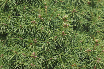 closeup yew tree in spring 