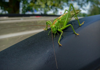 Green grasshopper on the car roof
