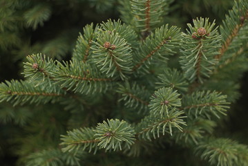Branches of fir tree, spring in the forest 