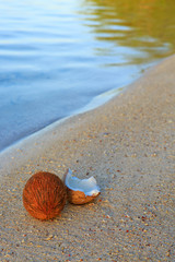 Coconut on caribbean beach.