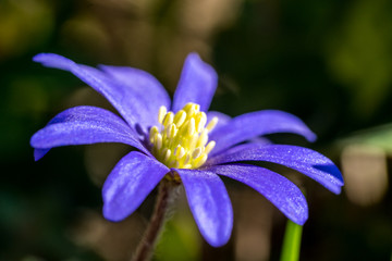 Makro Foto einer blauen Frühlingsblume  im Rasen