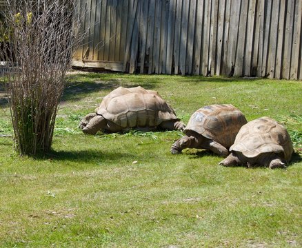 Old giant turtles family with brown shell in Victoria (Australia) close to Melbourne laying in the sun on a lush green grass lawn