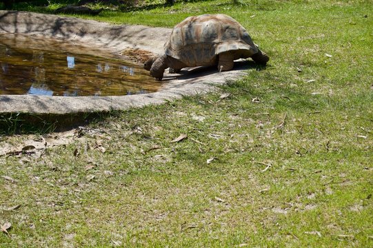 Old giant turtle with brown shell in Victoria (Australia) close to Melbourne crawling towards water to drink in the sun on a lush green grass lawn
