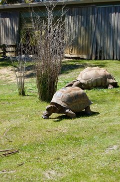 Old giant turtles family with brown shell in Victoria (Australia) close to Melbourne laying in the sun on a lush green grass lawn