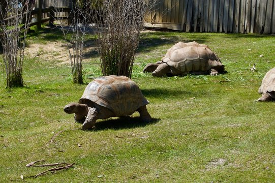 Old giant turtles family with brown shell in Victoria (Australia) close to Melbourne laying in the sun on a lush green grass lawn